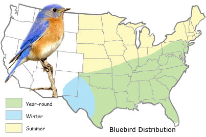 bluebird distribution map
